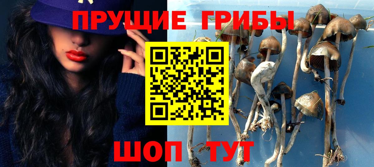Галлюциногенные грибы Psilocybine cubensis Калач-на-Дону